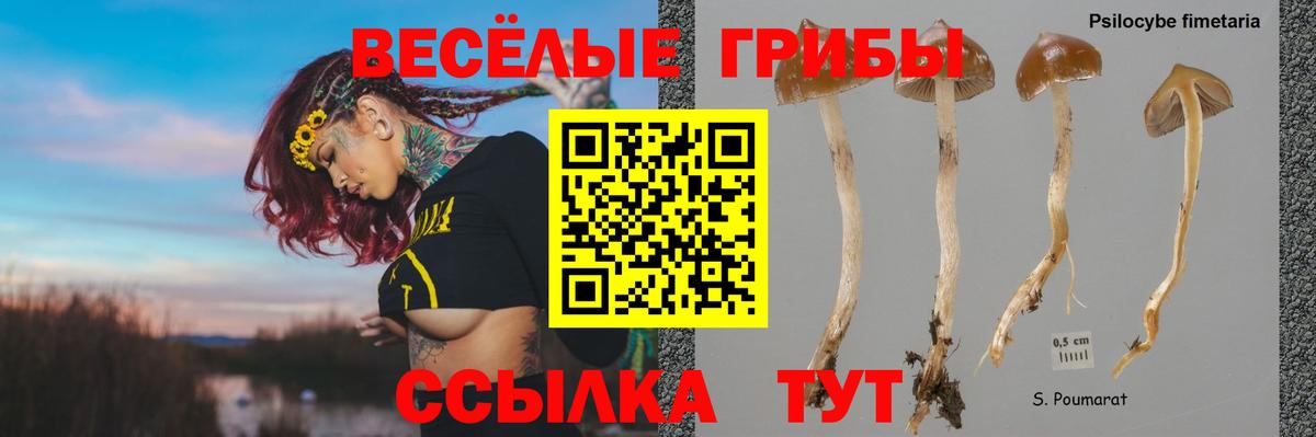 Псилоцибиновые грибы MAGIC MUSHROOMS  Галлюциногенные грибы Cubensis  Балашов  Вход с VPN 